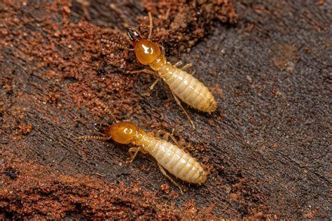 Termites .
